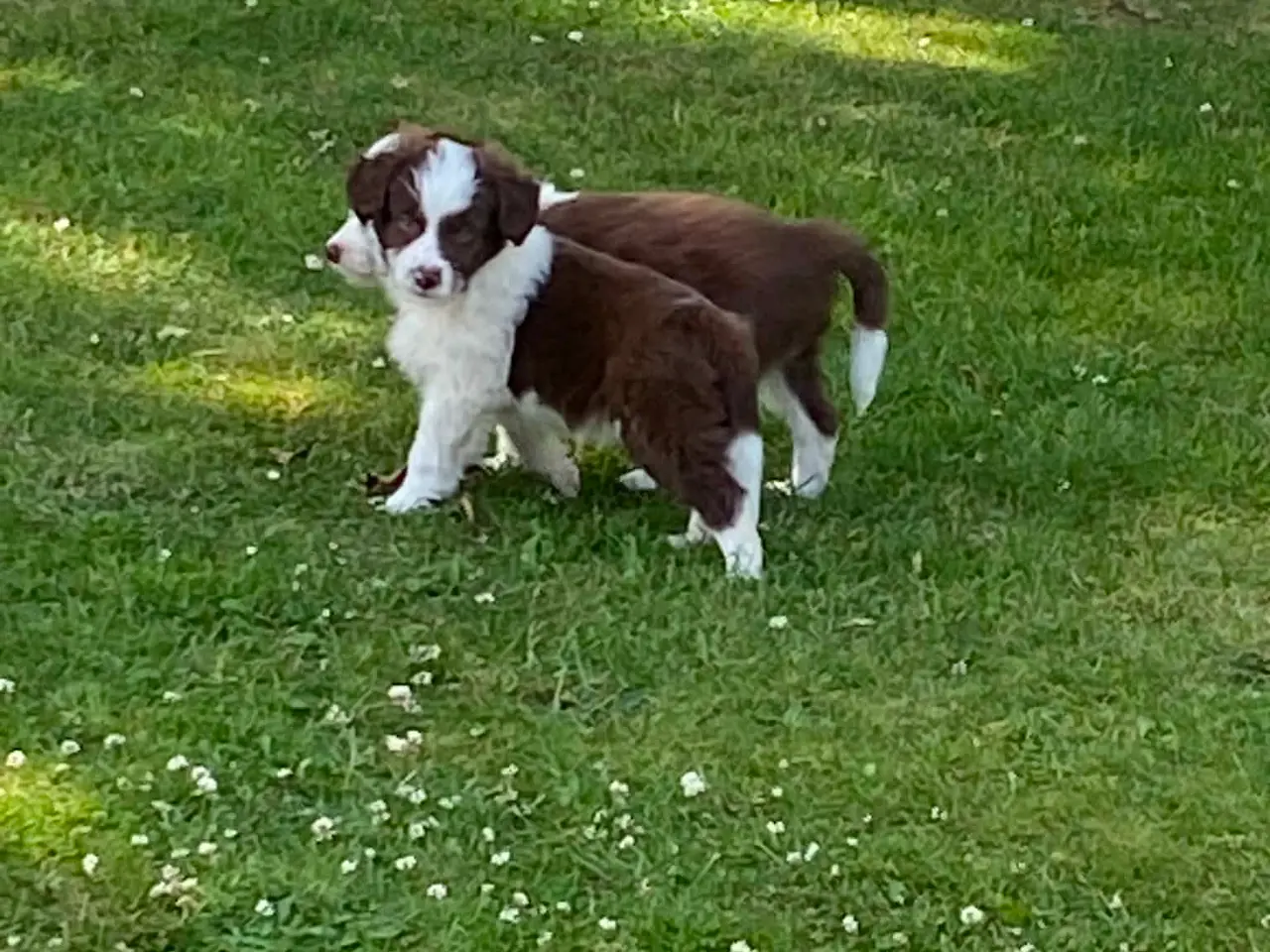 Billede 7 - Dejlig familiehund