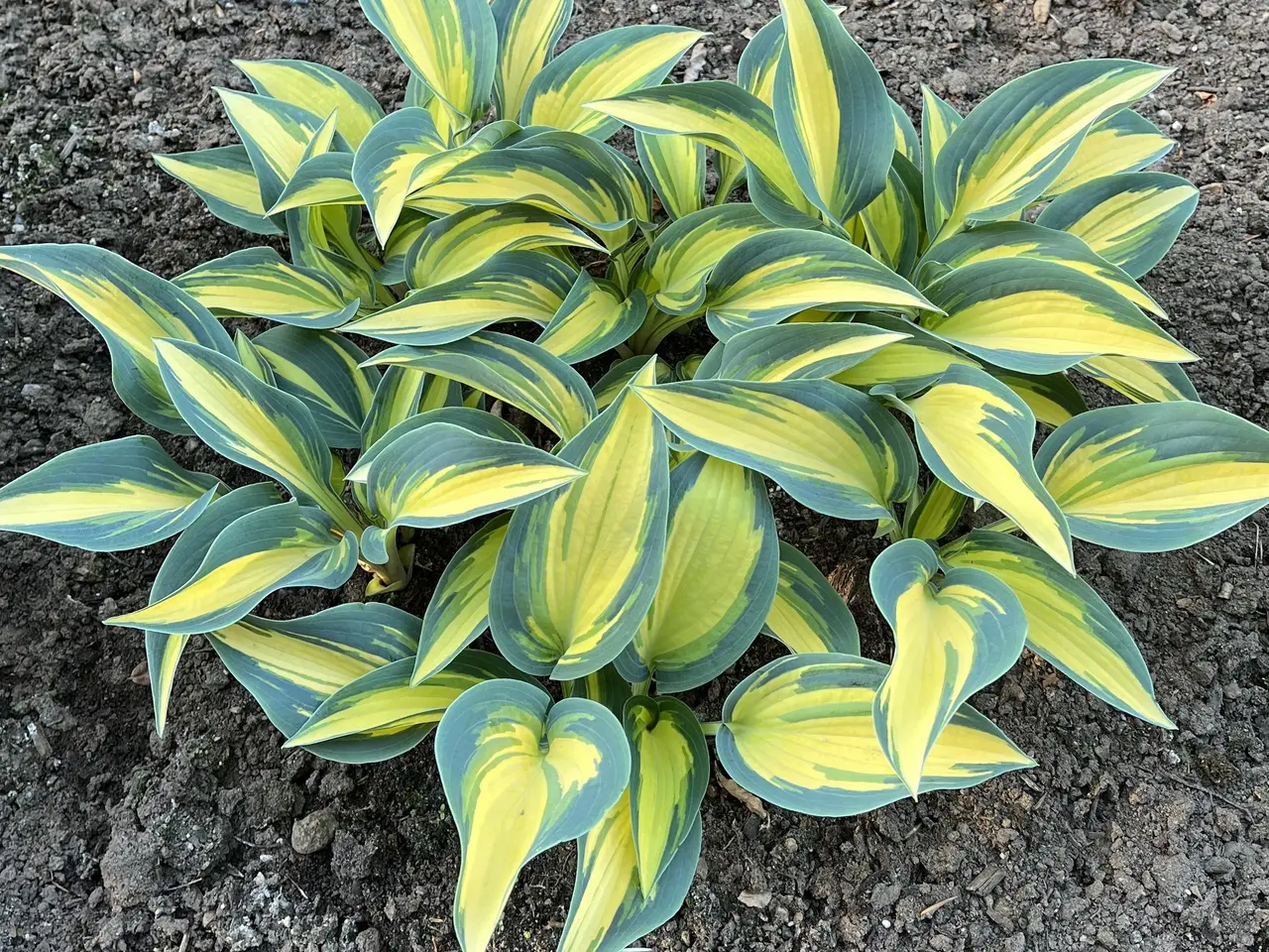 Billede 4 - Hosta sælges