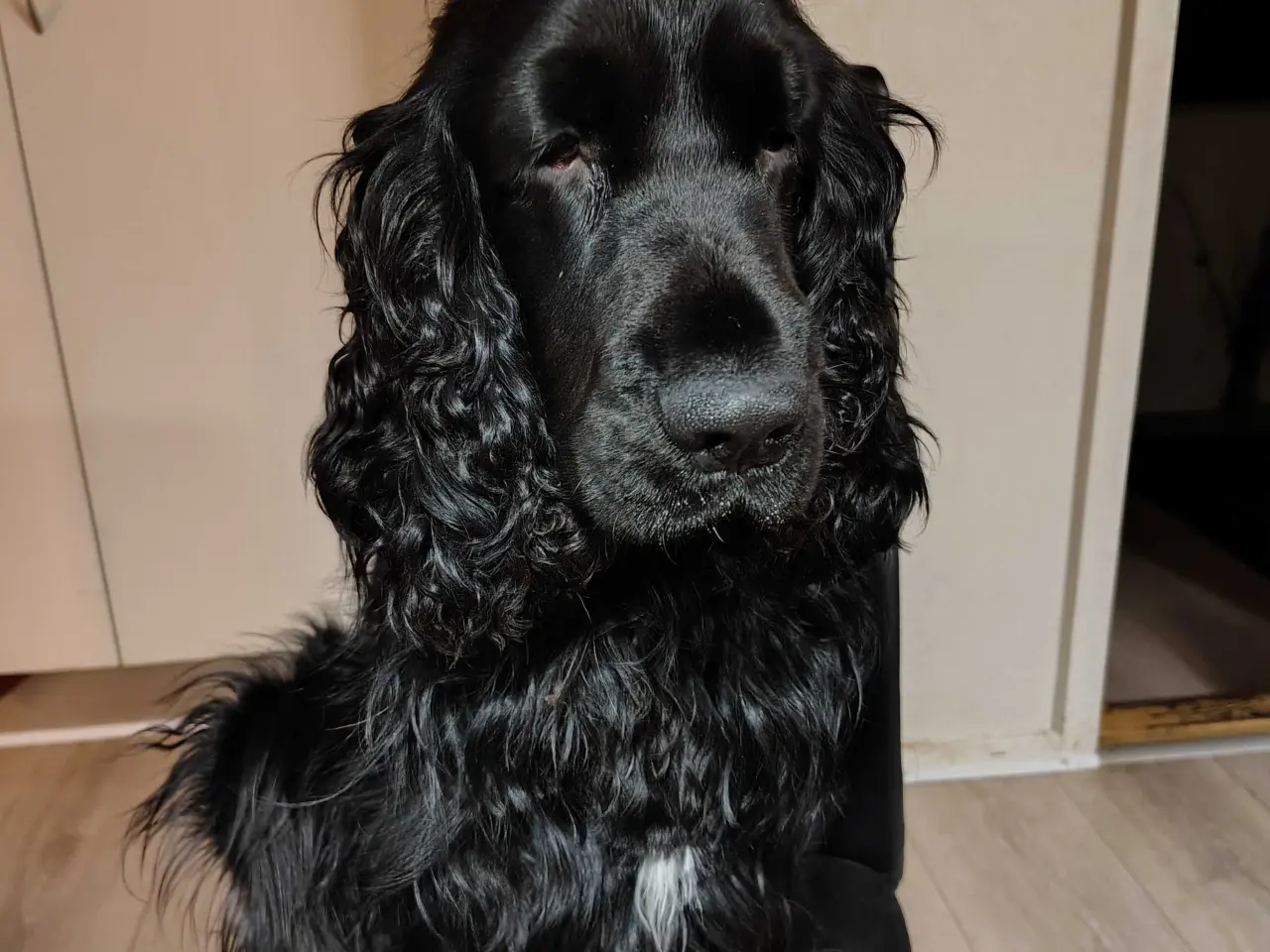 Billede 3 - Cocker Spaniel