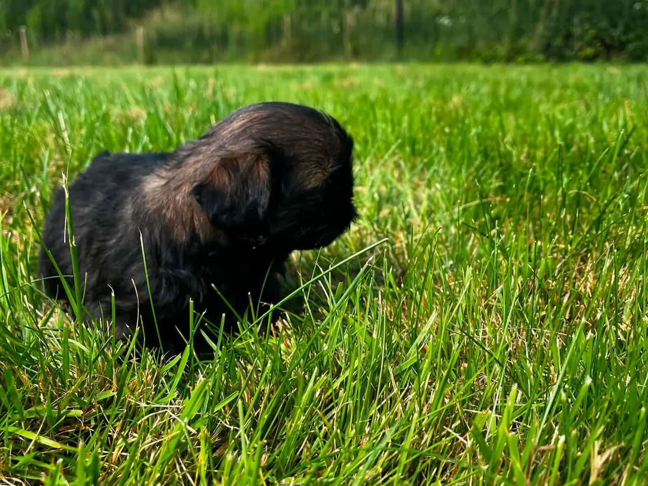 Billede 15 - Shih Tzu hvalpe