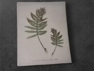 Naturlige papirark med detaljeret bregneillustrati
