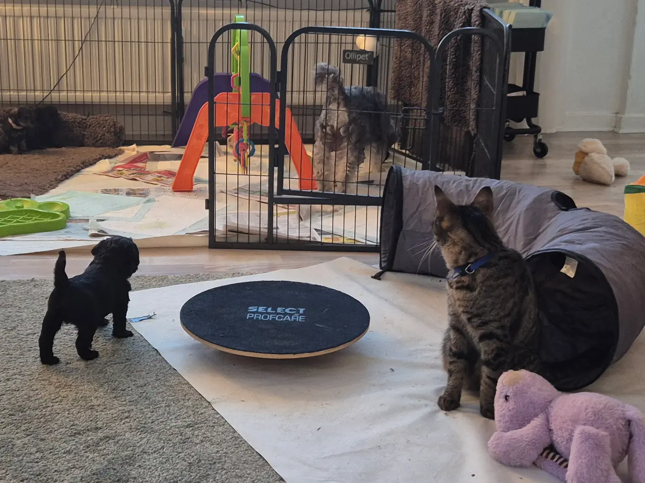 Billede 8 - Poo Schnauzerpoo puddel