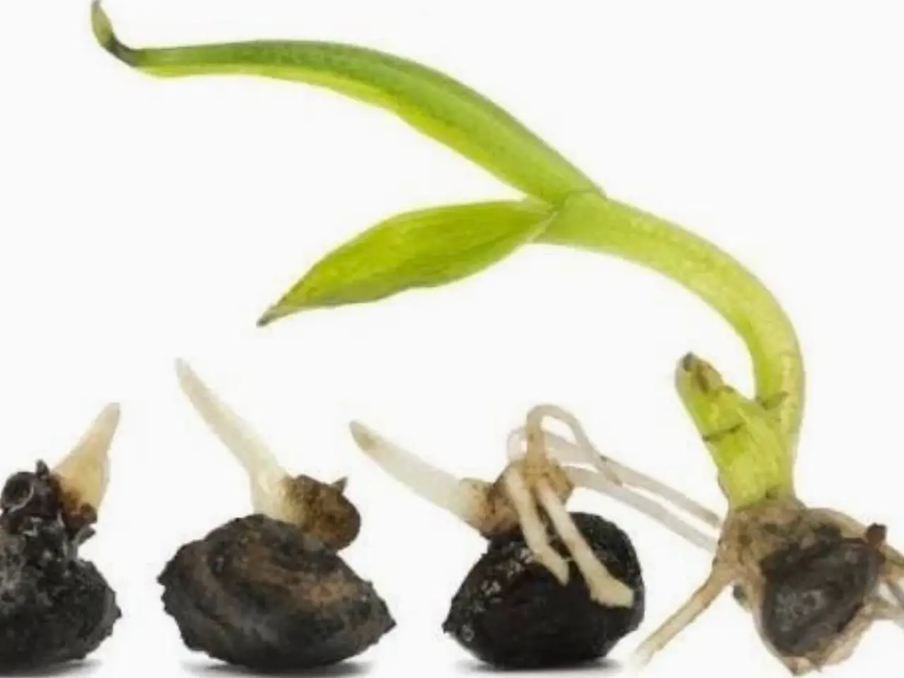 Billede 12 - Eksotiske frø af de smukkeste planter
