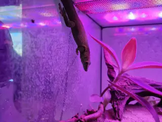 Phelsuma Grandis han