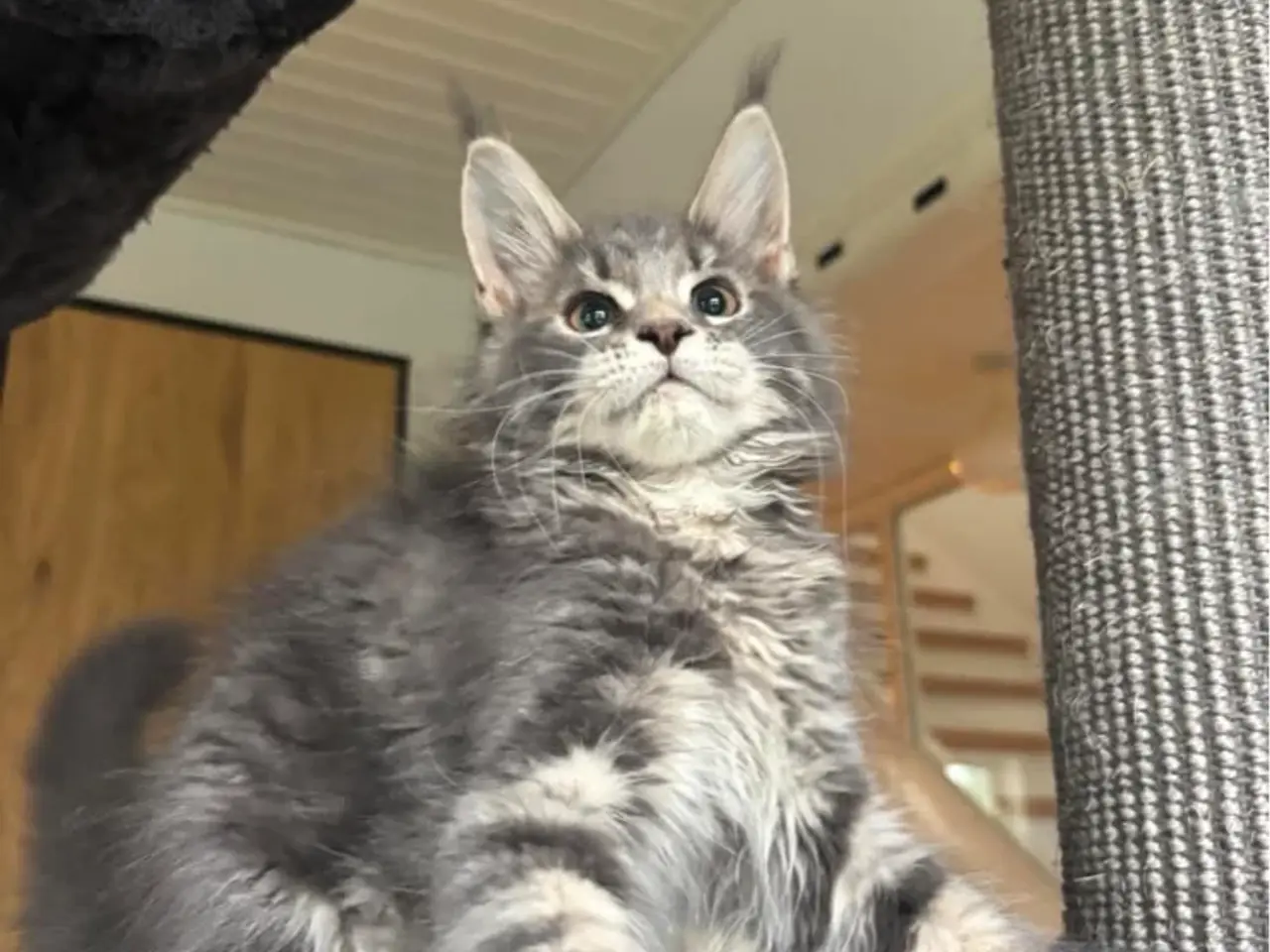 Billede 9 - 💕Maine Coon 💕
