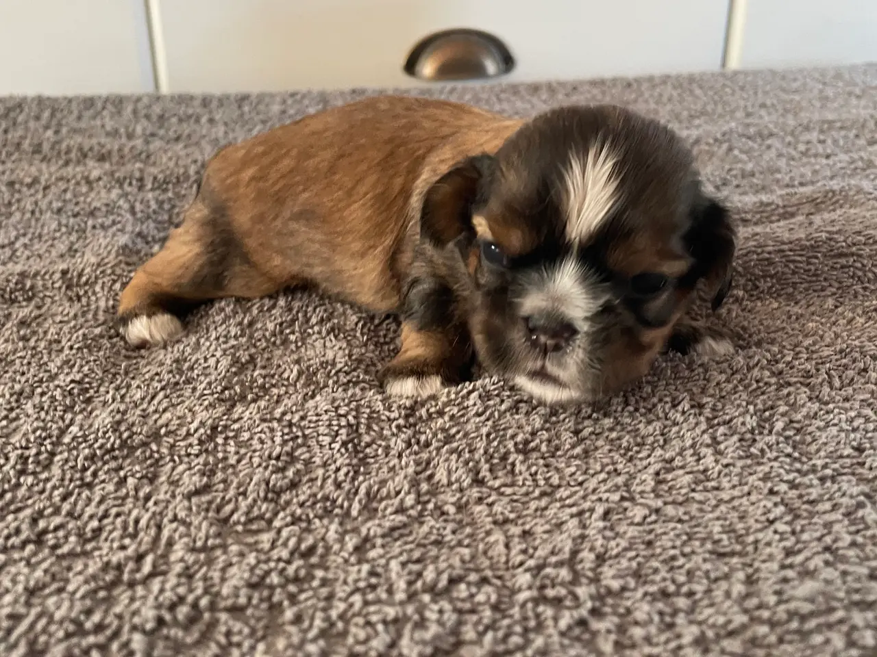 Billede 6 - Shih Tzu/ cavalier blanding 🌸