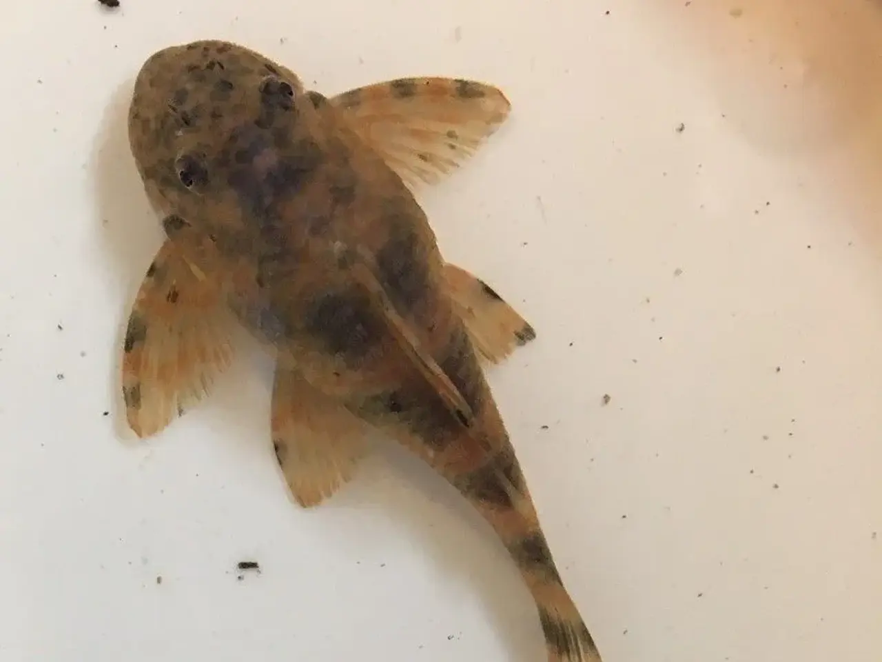 Billede 3 - Peckoltia sabaji L075