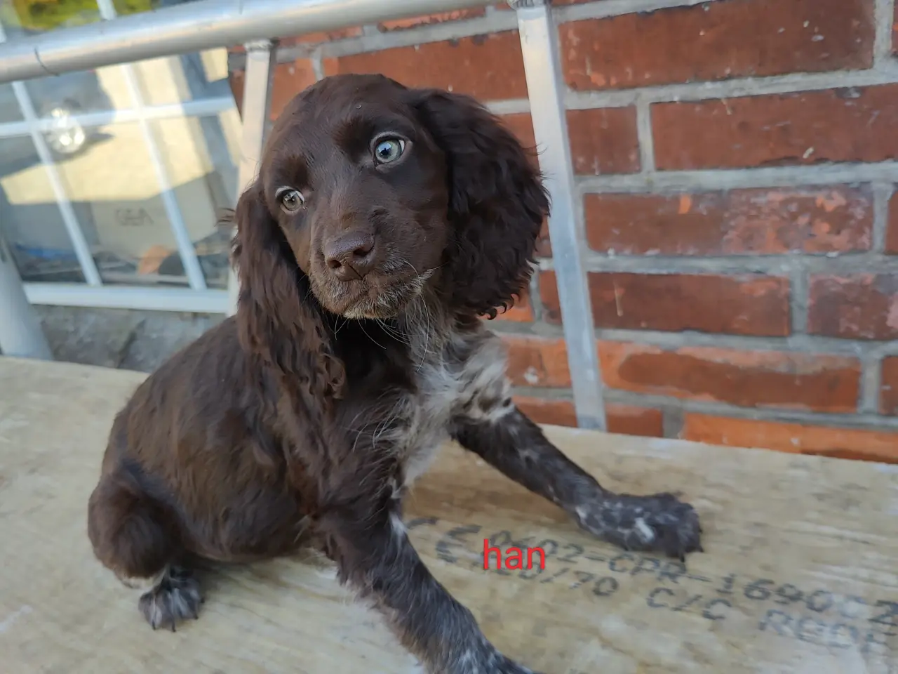 Billede 8 - Familiehunde/Jagthunde kleiner Münstländer 