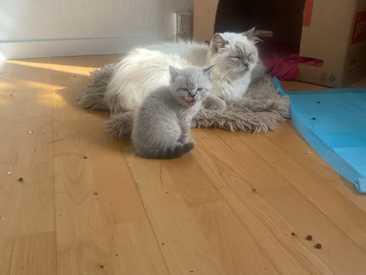 Billede 8 - Flotte ragdoll killinger 