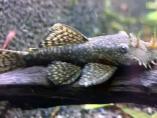 Ancistrus