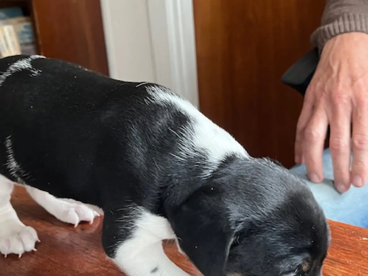 Billede 1 - Mest Dansk Svensk gårdhund.