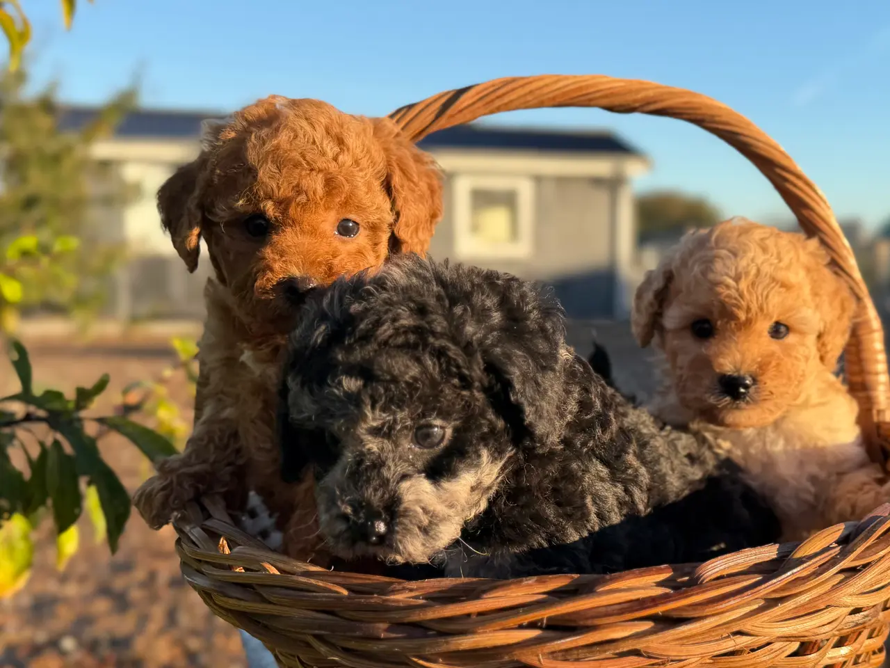 Billede 3 - Maltipoo