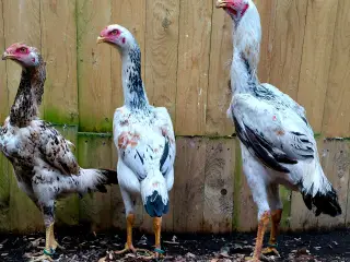 Taiwan gamefowl/Taiwan shamo