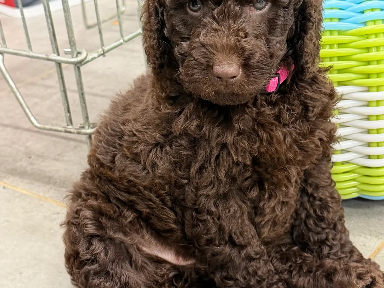 Billede 7 - 🤎🐾 5 skønne Cockapoo-piger i chokoladebrun 🐾🤎