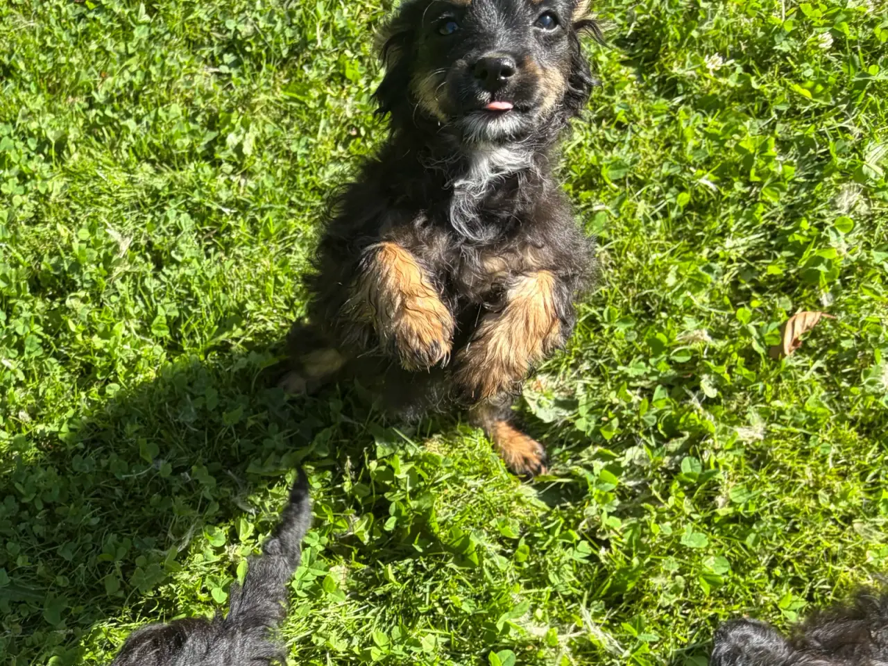 Billede 2 - Små virkelig fine mini Cavapoo babyer