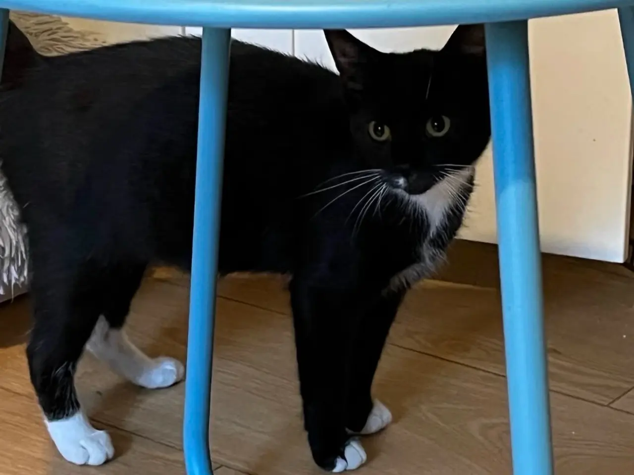 Billede 2 - Sort of hvid kat 