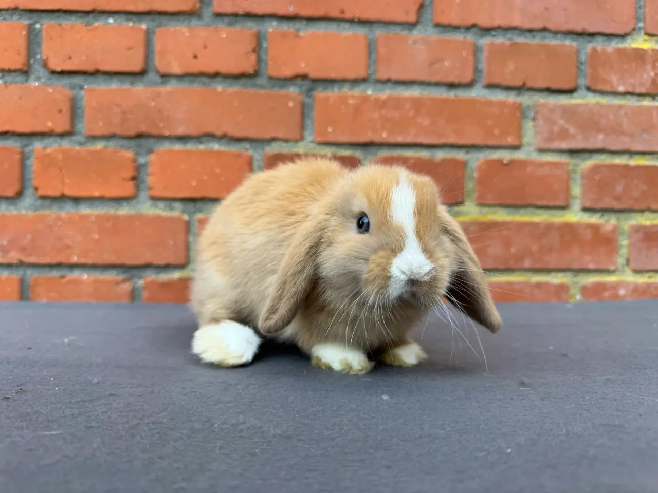 Billede 6 - Mini lop hankanin 
