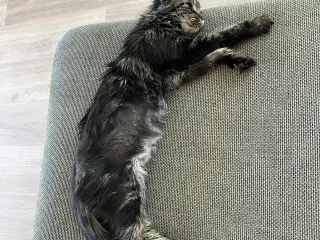Maine Coon hunkat på 1,5 år