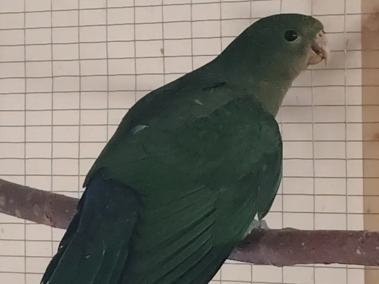 Billede 4 - Konge parakit