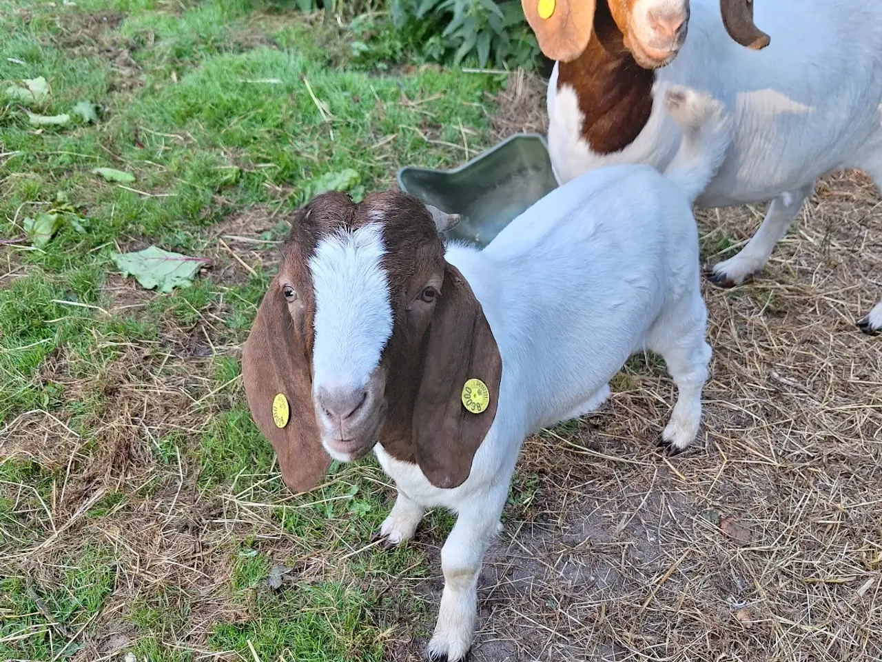 Billede 1 - Boerbukkekid sælges