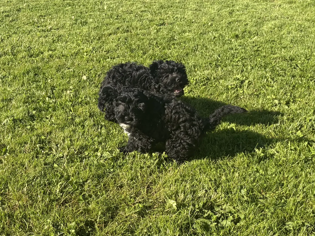 Billede 7 - Den smukkeste lille fine Cavapoo dreng