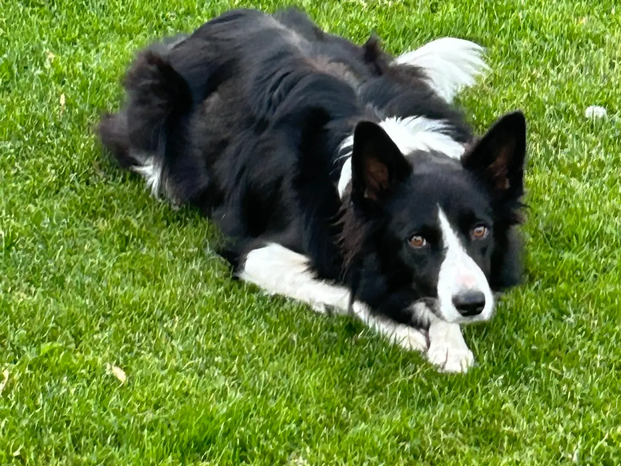 Billede 2 - Border collie tæve søger hanhund til parring 