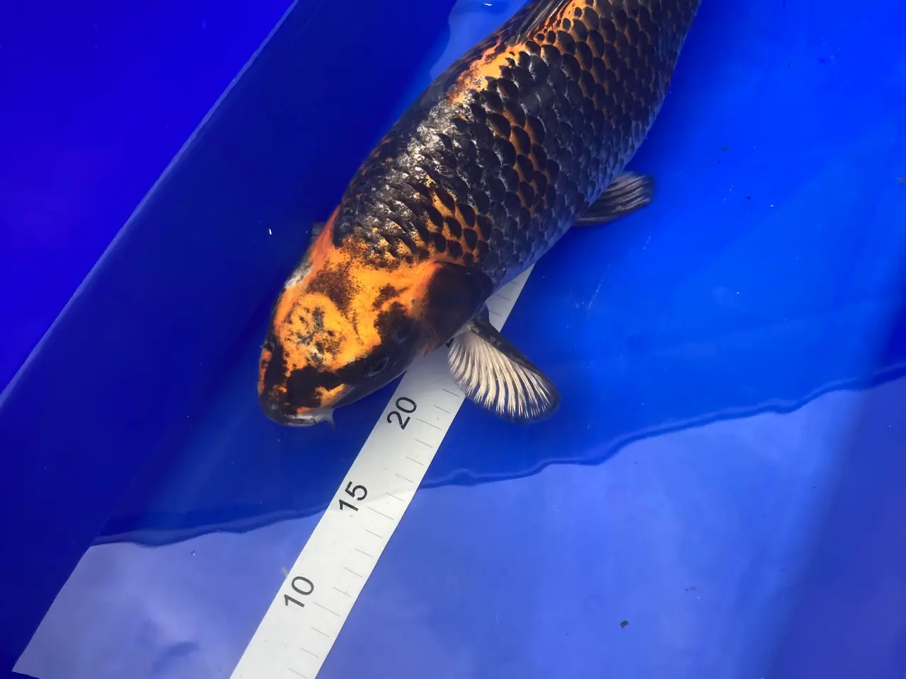 Billede 2 - Japansk Koi