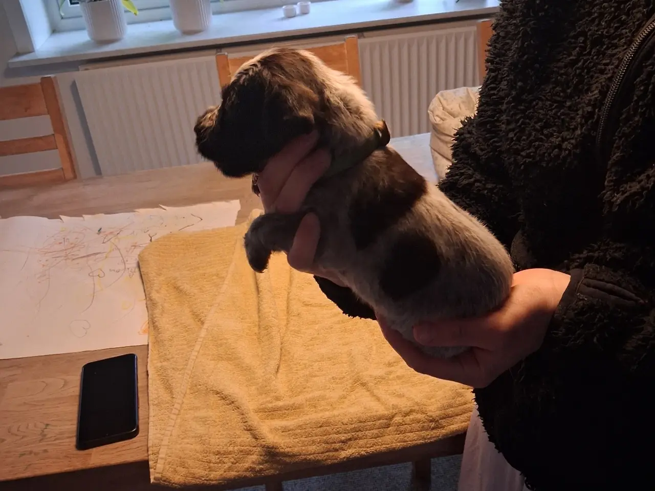 Billede 10 - Ruhåret hønsehund hvalpe 