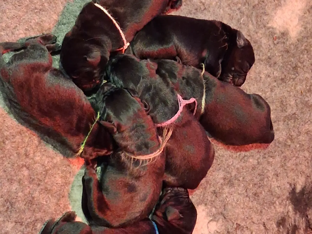 Billede 9 - Sorte labrador formel1 hvalpe