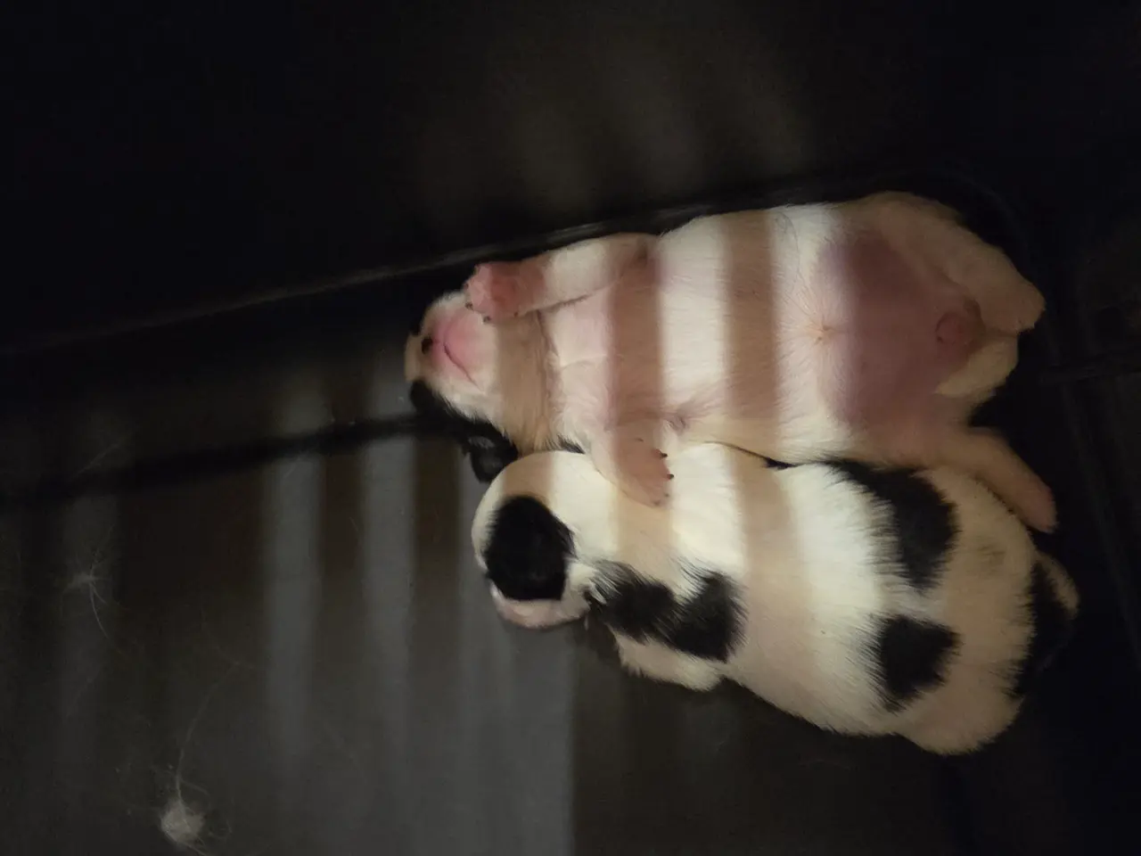 Billede 6 - Japanese Chin hvalpe