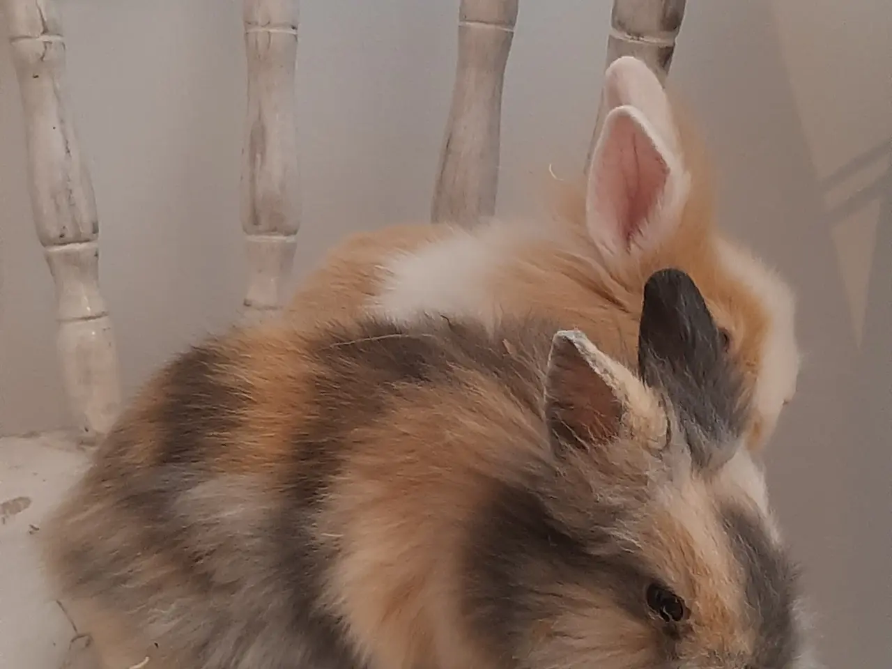 Billede 3 - (1200kr for 2)8 Unge kaniner🐰🐇 forskellige racer