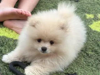 Pomeranian Merle hvalp