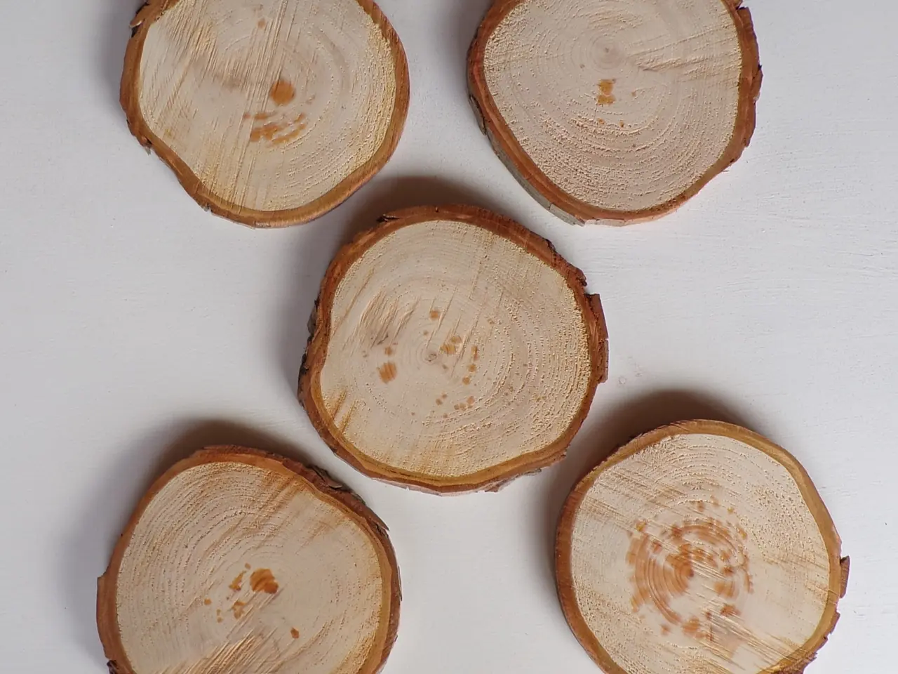 Billede 1 - 5 NYE Thuja Træskiver med bark 16,5 - 18 cm