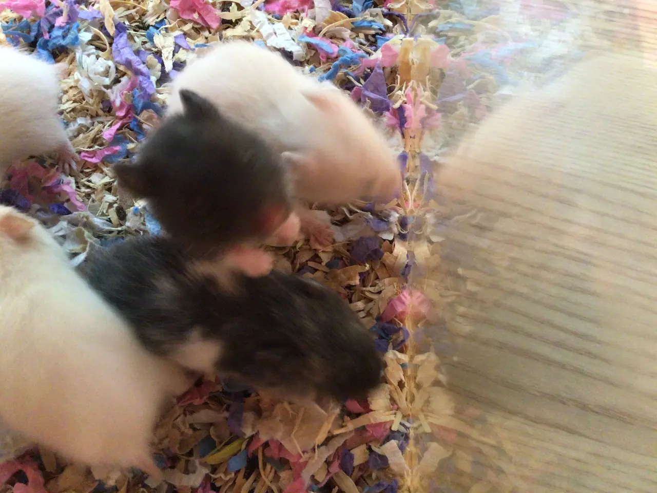 Billede 1 - Guldhamster unger