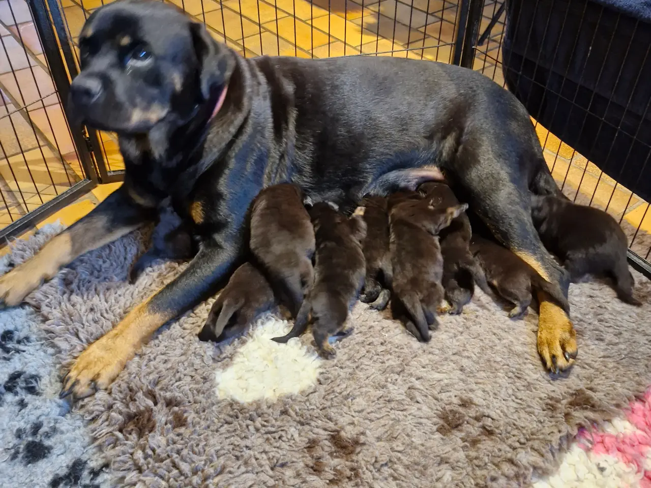 Billede 3 - Ægte rottweilerhvalp
