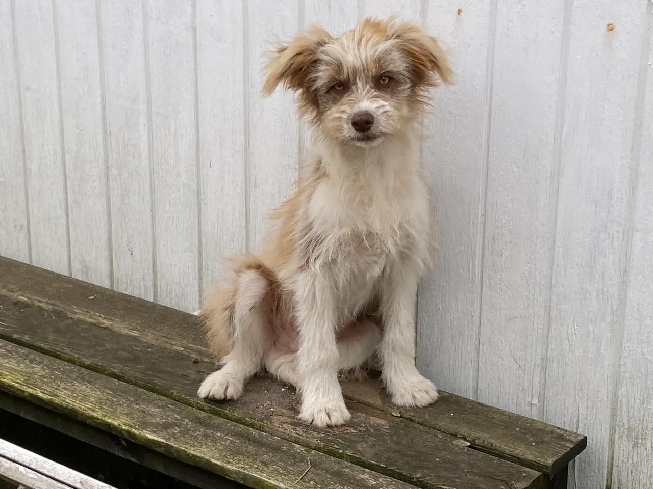 Billede 15 - Chinese crested Powder puff / Border collie