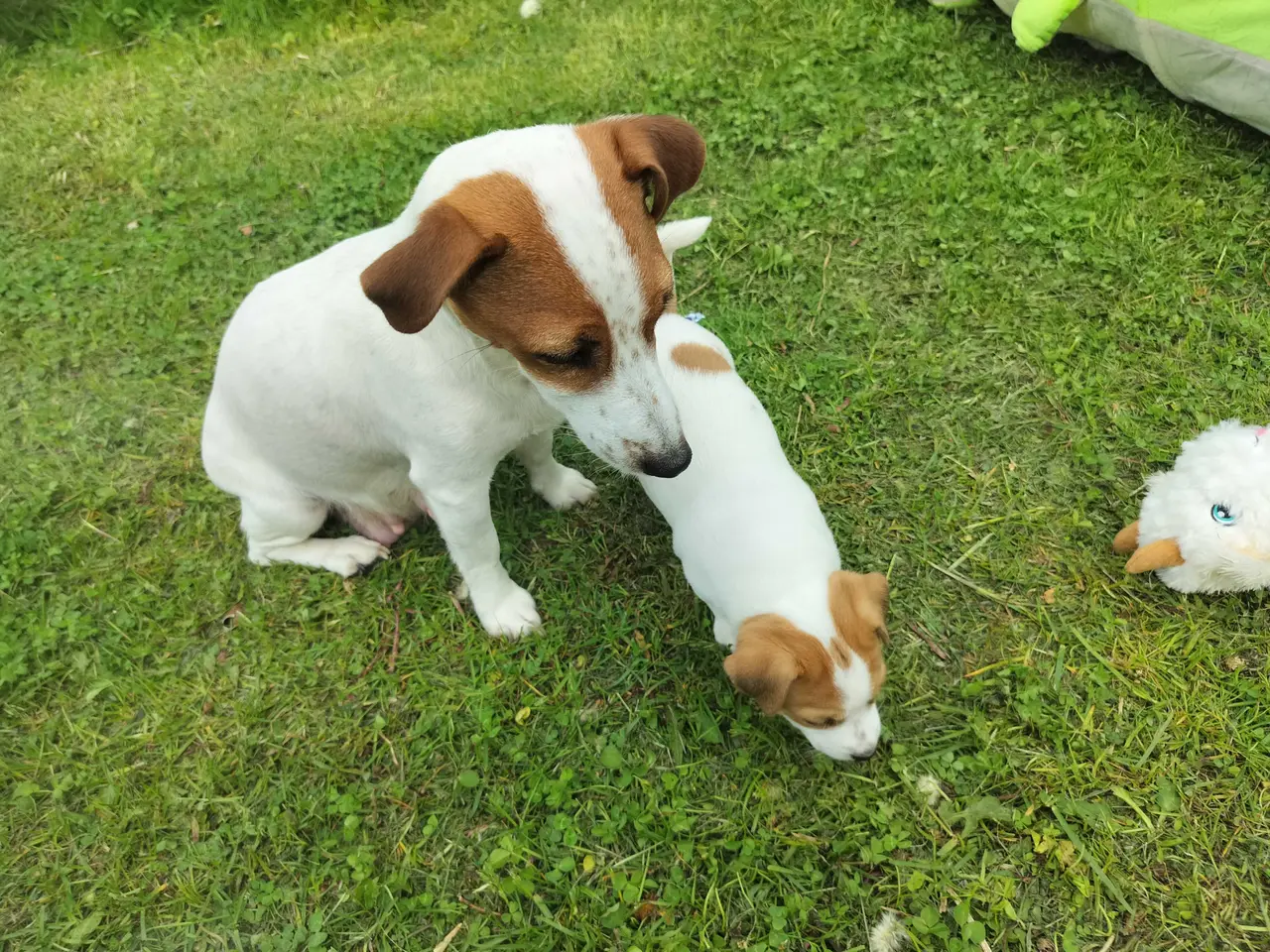 Billede 8 - Jack Russell hvalpe