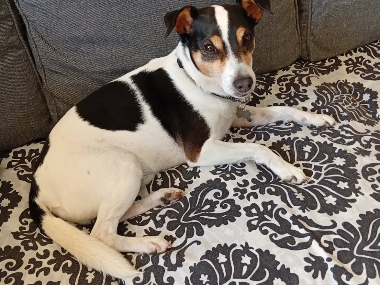 Billede 4 - Dansksvensk gårdhund til gratis omplacering!