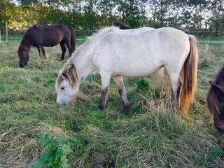Islænderhoppe 4 år 