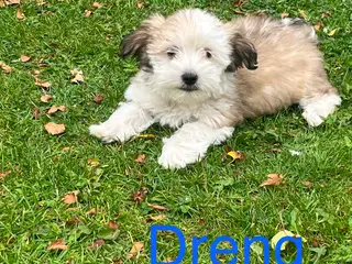 Bichon Havanais hvalpe
