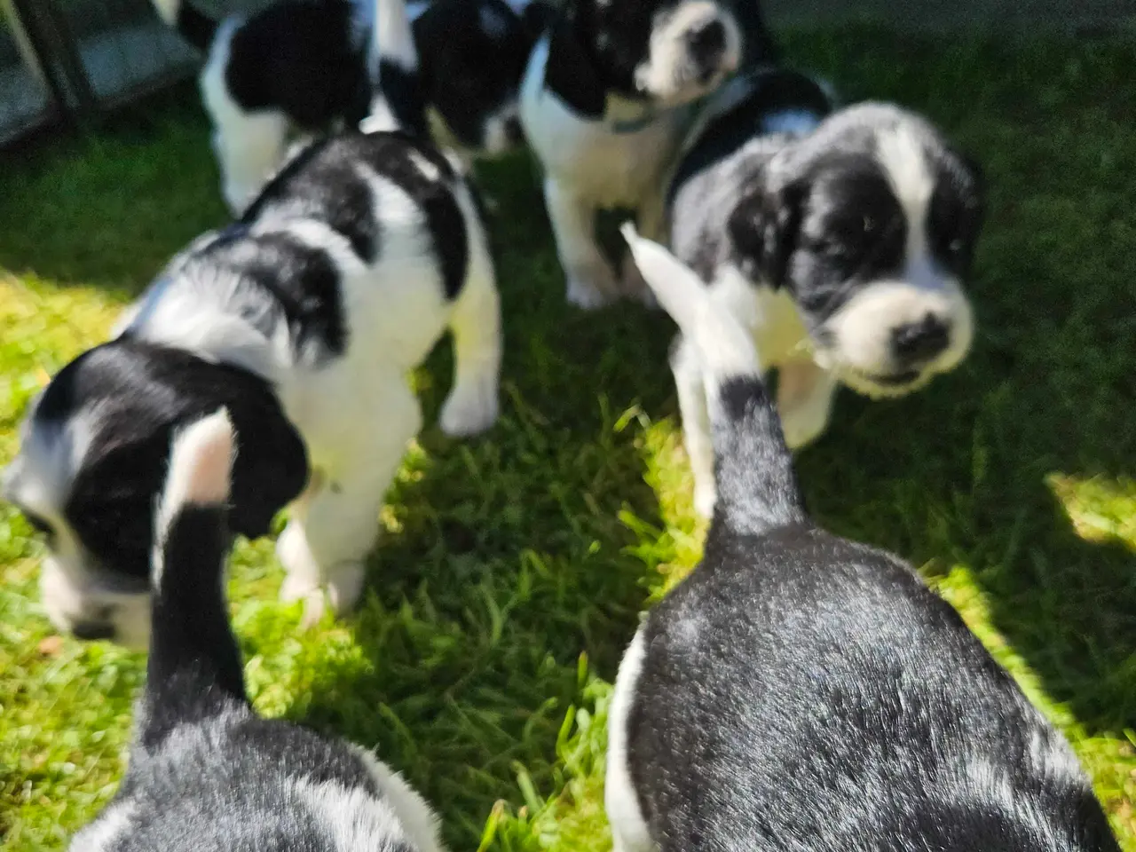 Billede 8 - Engelsk springer spaniel 