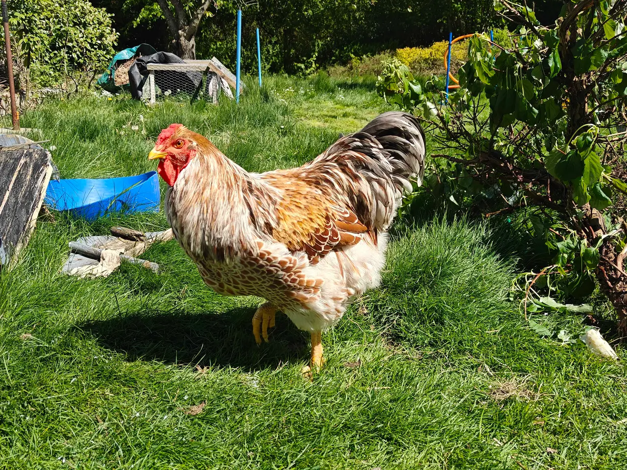 Billede 3 - engelske araucana, wyandotter
