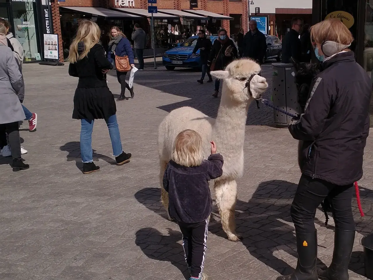 Billede 2 - Alpaca, 2 stk. 4.000 - 6.000