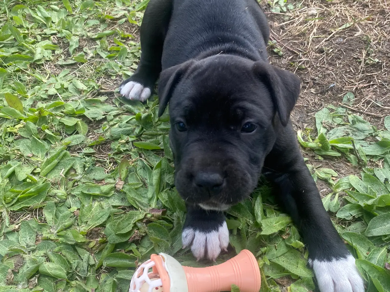 Billede 5 - Presa canario bl. Stor familiehund