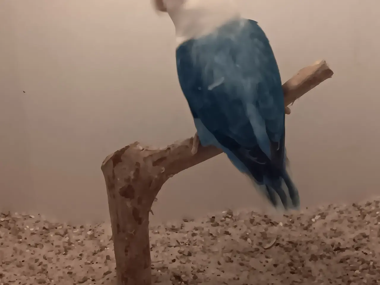 Billede 4 - Rødhovdet dværge papegøje I opaline blå. 