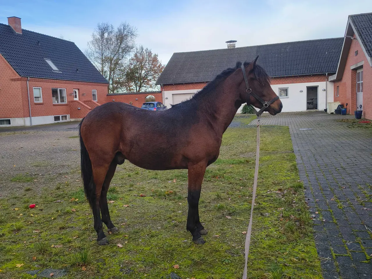 Billede 1 - New Forest vallak 