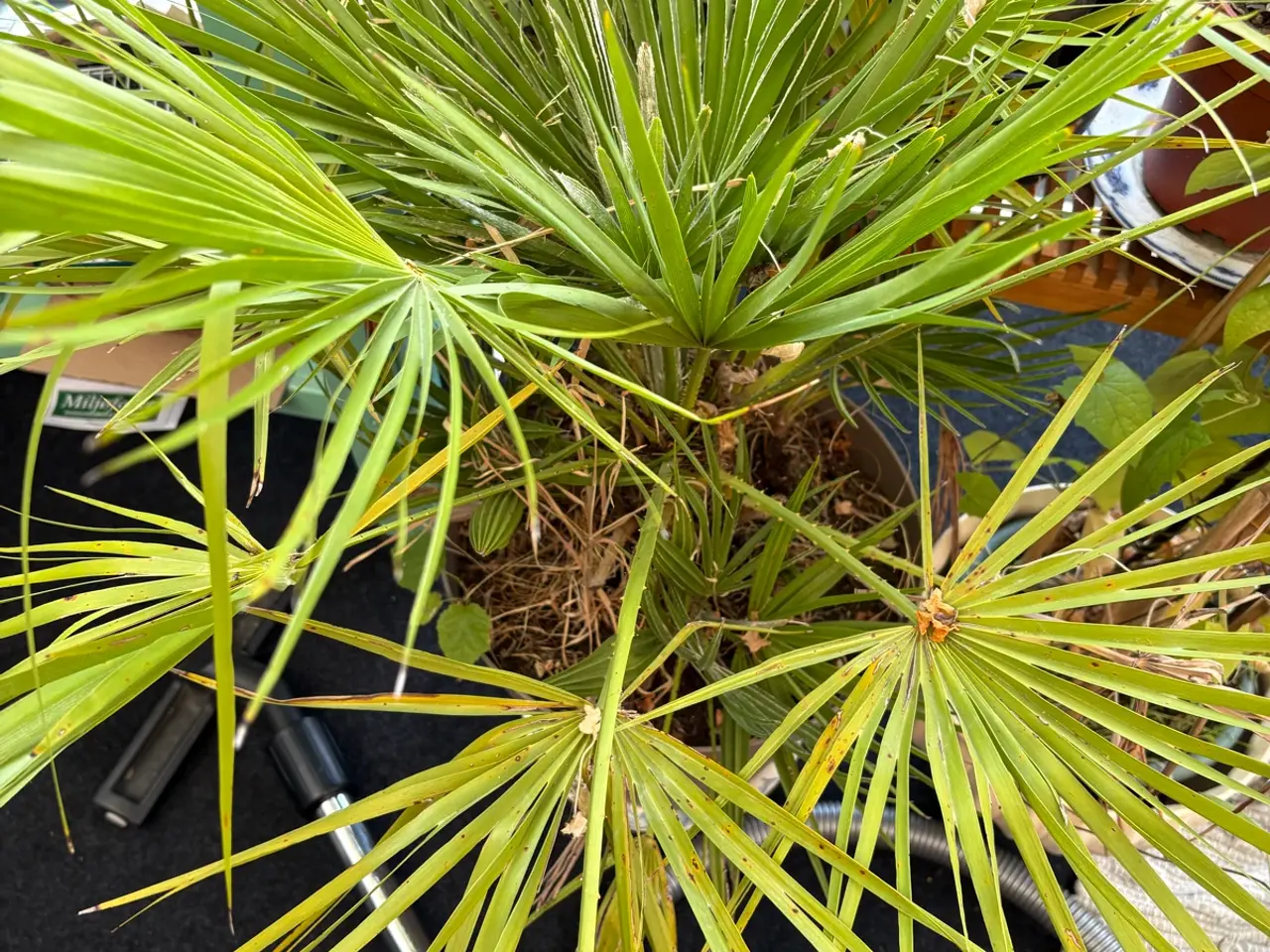 Billede 2 - Palme - dværgpalme