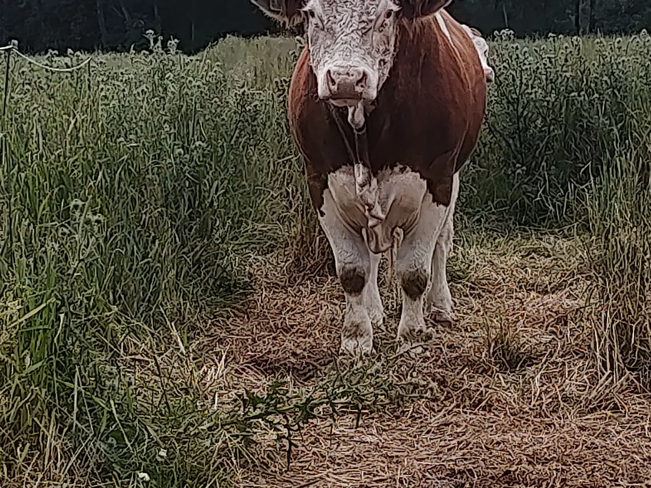 Billede 4 - Simmentaler Tyre