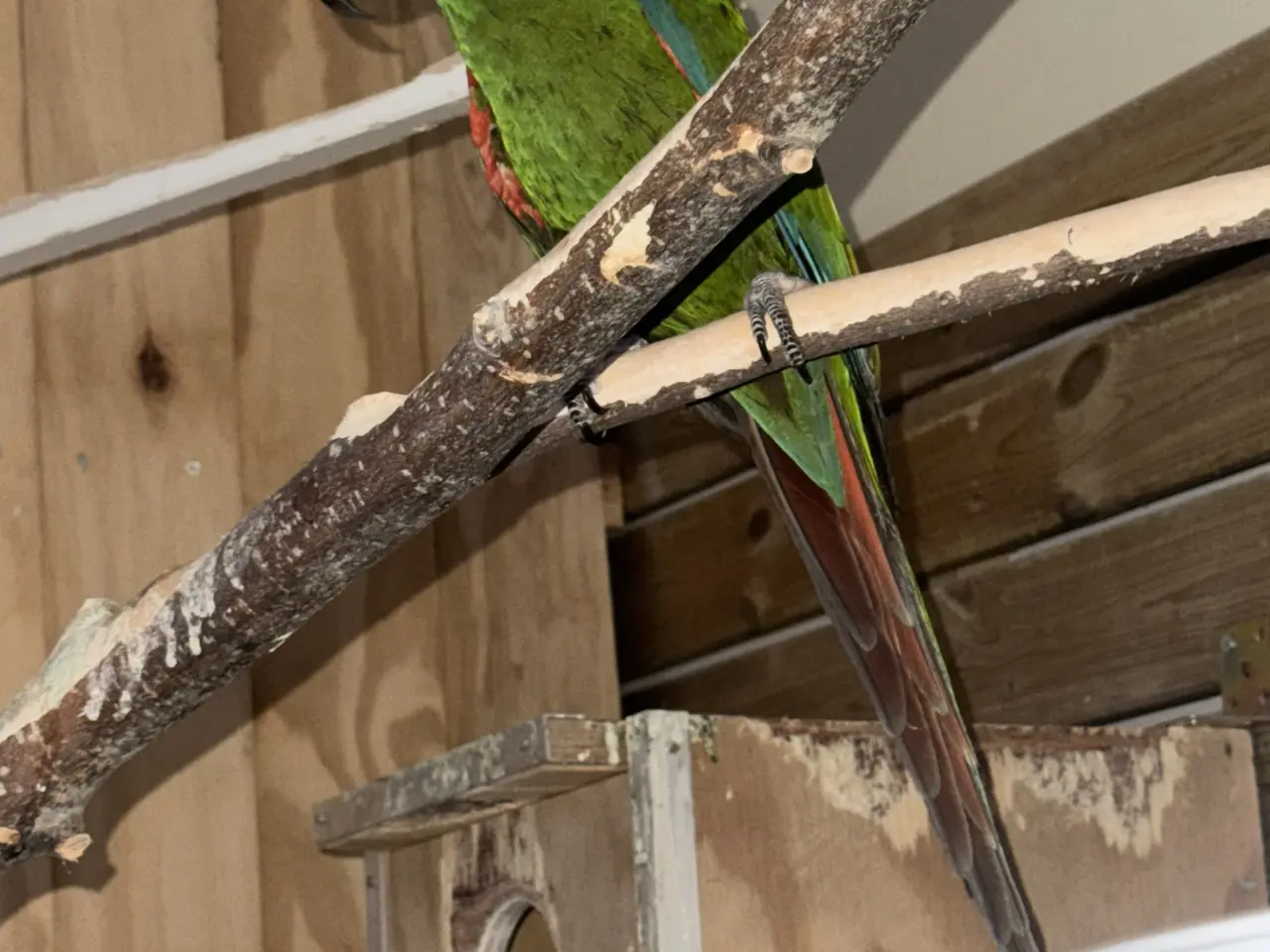 Billede 1 - Severe ara Macaw (Ara severa)
