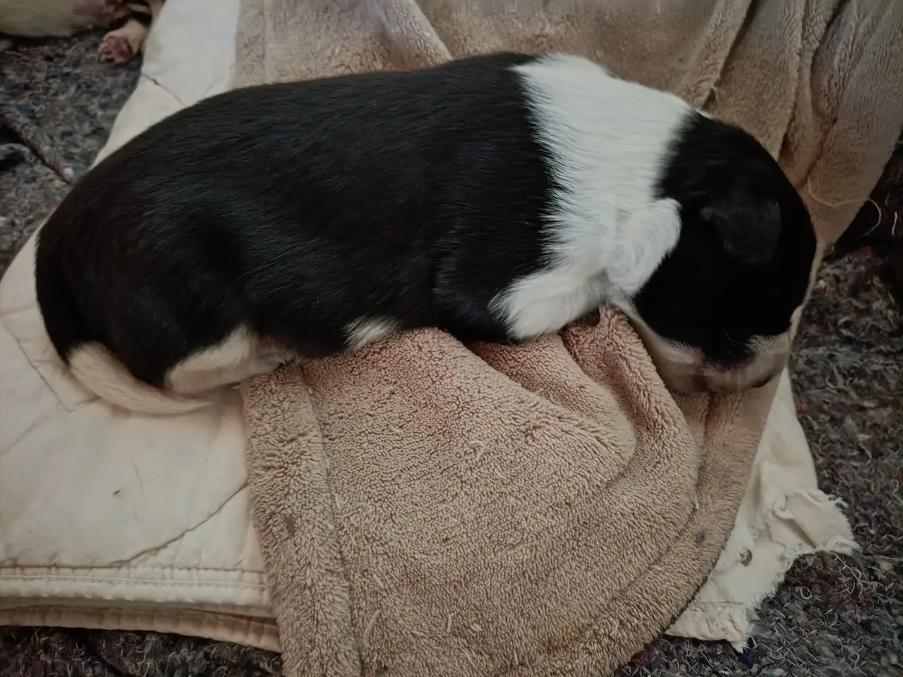 Billede 1 - Border collie han og blå Merle han